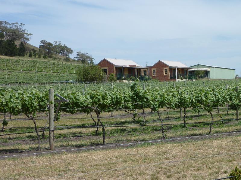 Anakie - Staughton Vale Road: Grape vines at Staughton Vale Vineyard