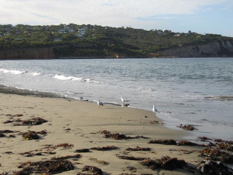Anglesea - Point Roadknight: View north from beach