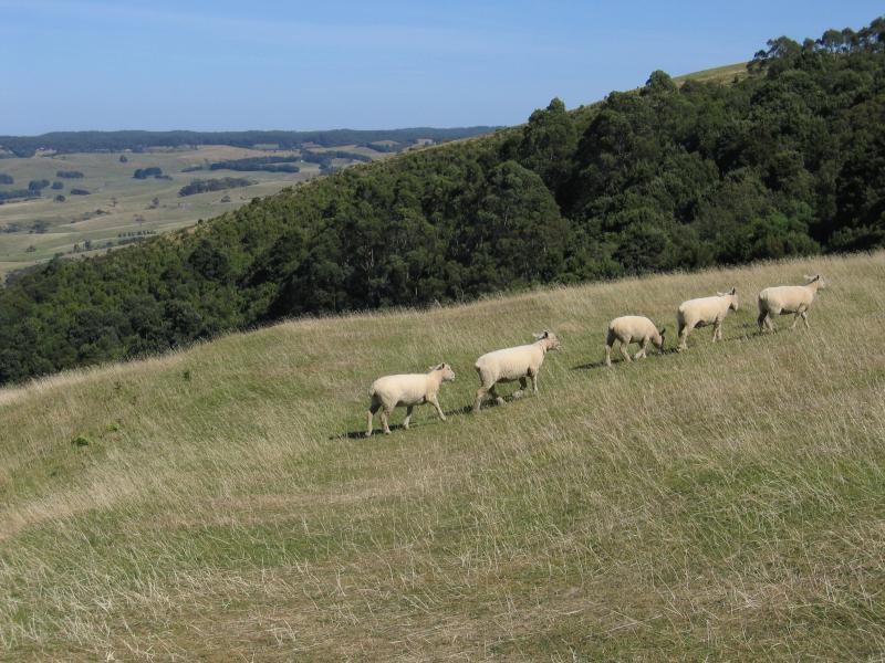 Apollo Bay - Marriners Lookout: Sheep grazing at lookout