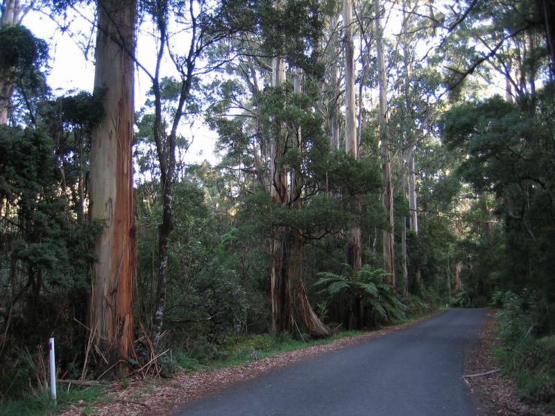 Apollo Bay - Barham Valley: Barham River Rd at Barham Paradise Scenic Reserve