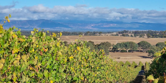 Clayfield Wines, Moyston