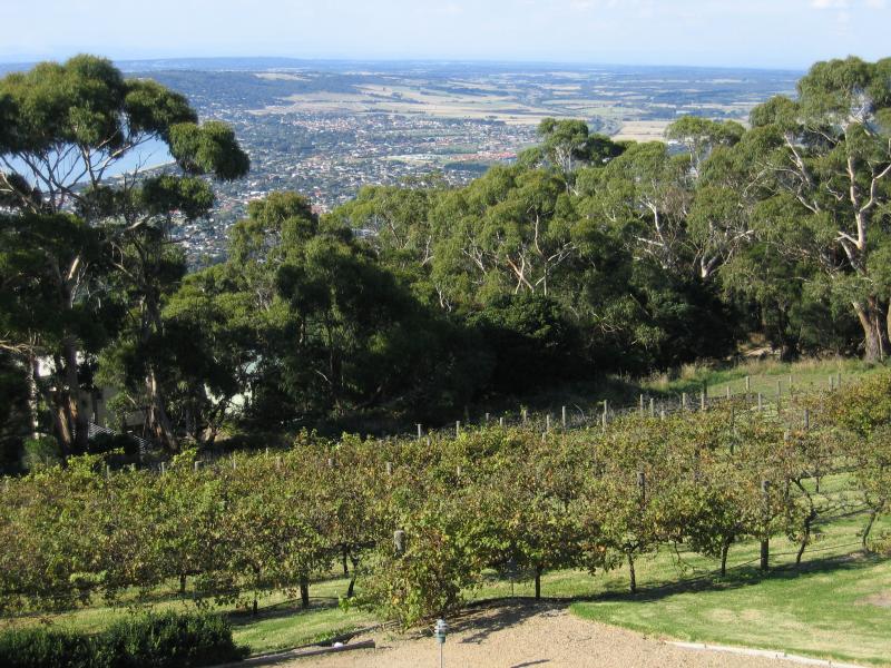 Arthurs Seat - Arthurs Hotel at mountain peak: View across vineyard with views in background
