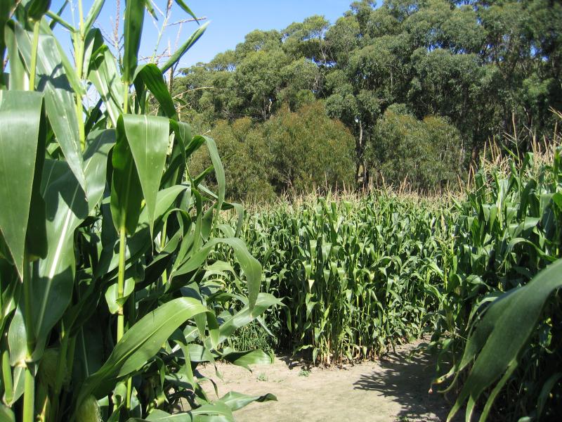 Arthurs Seat - The Enchanted Maze Garden, Purves Road: Maize Maze