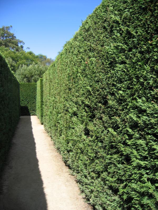 Arthurs Seat - The Enchanted Maze Garden, Purves Road: Path inside Hedge Maze