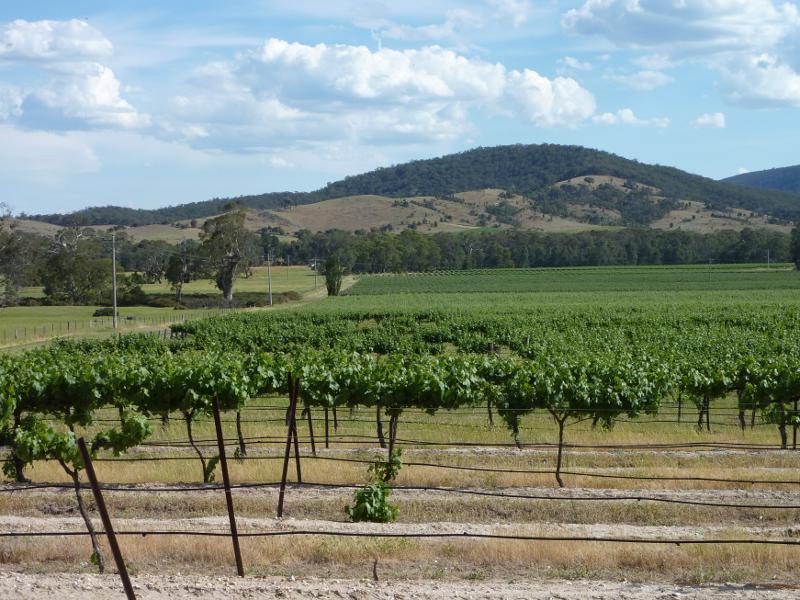 Avoca - Vineyards and scenery along Vinoca Road - Southerly view across vineyard, Vinoca Rd 1 km west of Old Coach Rd