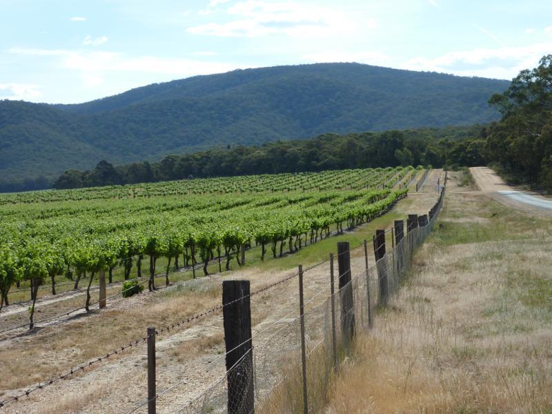 Avoca - Vineyards and scenery along Vinoca Road: View west along Vinoca Rd 1 km west of Old Coach Rd