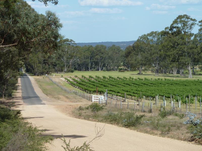 Avoca - Vineyards and scenery along Vinoca Road: View east along Vinoca Rd, 1.5 km west of Old Coach Rd