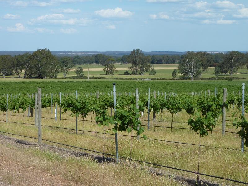 Avoca - Vineyards and scenery along Vinoca Road: South-easterly view across vineyard, Vinoca Rd 1.5 km west of Old Coach Rd
