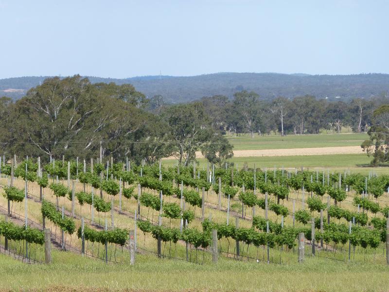 Avoca - Vineyards and scenery along Vinoca Road: Southerly view across vineyard, east of No.2 Creek Track