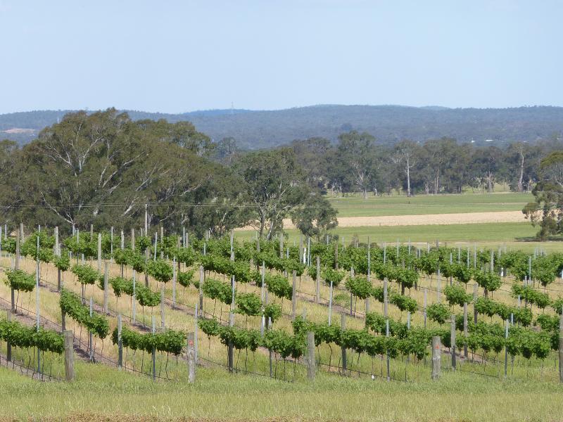 Avoca - Vineyards and scenery along Vinoca Road - Southerly view across vineyard, east of No.2 Creek Track