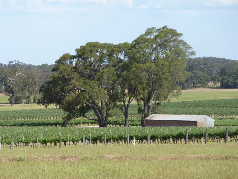 Avoca - Vineyards and scenery along Vinoca Road: Southerly view across vineyard, east of No.2 Creek Track