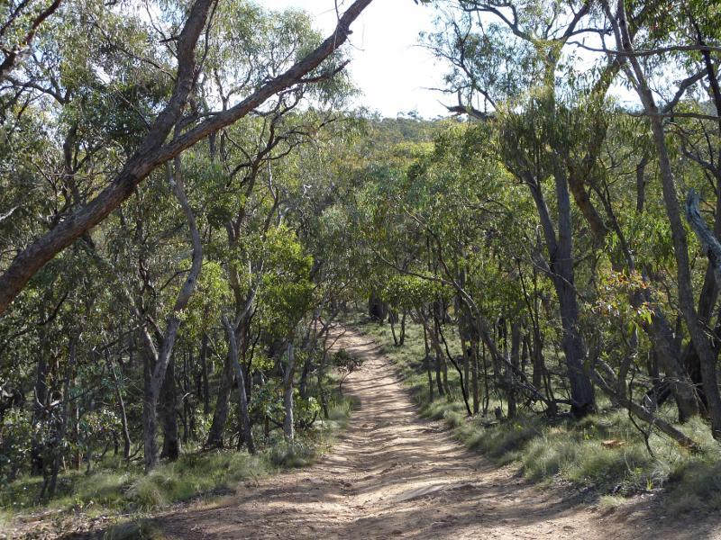 Avoca - Governor Rock Lookout, No.2 Creek Track, Pyrenees State Forest: Walking track between car park and lookout