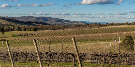 Peerick Vineyard, Moonambel