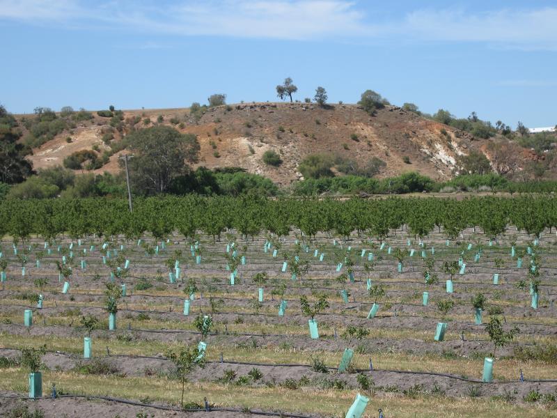 Bacchus Marsh - Western Freeway around Bacchus Marsh: View south-east across orchard from Western Fwy at The Avenue of Honour exit