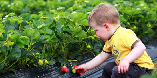 Naturipe Fruits, Bacchus Marsh