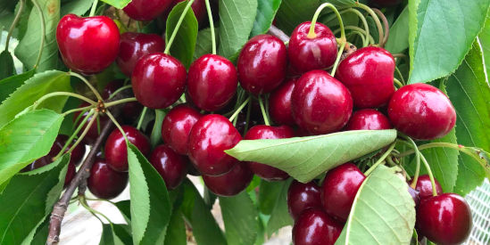 Paynes Orchards, Bacchus Marsh