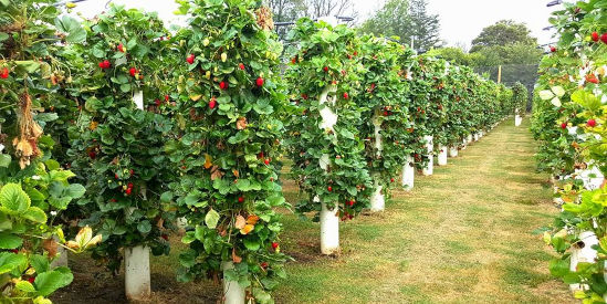 Grandpa's Tomatoes & Strawberry Forest, Bacchus Marsh