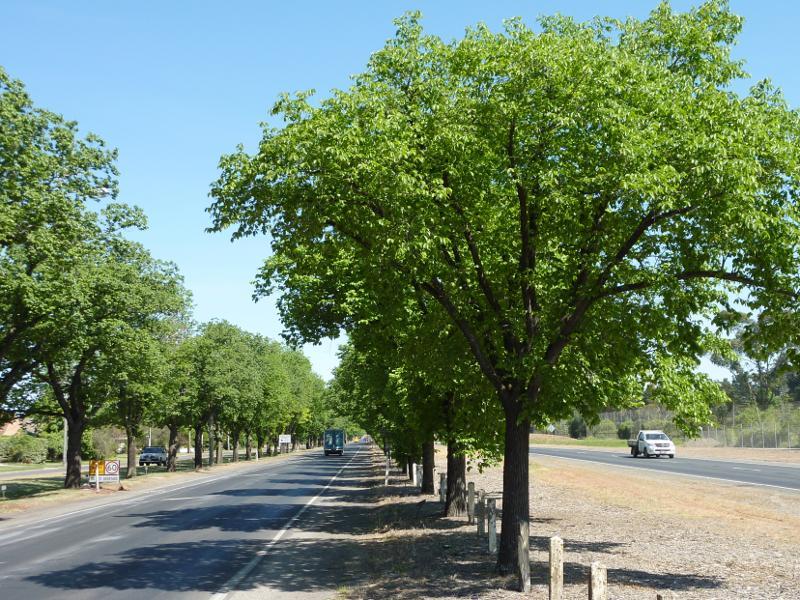 Ballarat - Avenue of Honour (Sturt Street): View north-west along Sturt St west of Learmonth St