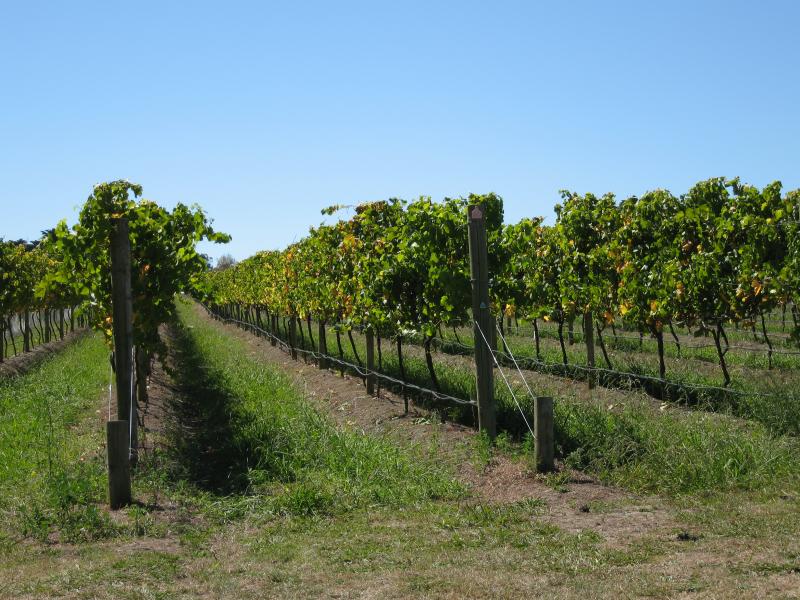 Balnarring - Marina Park Vineyard, Myers Road: Vines