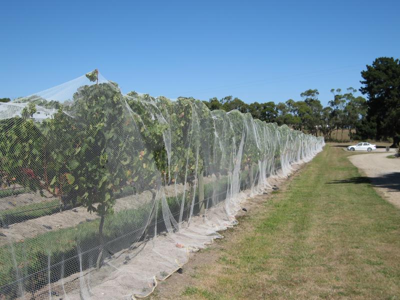 Balnarring - Marina Park Vineyard, Myers Road: Covered vines