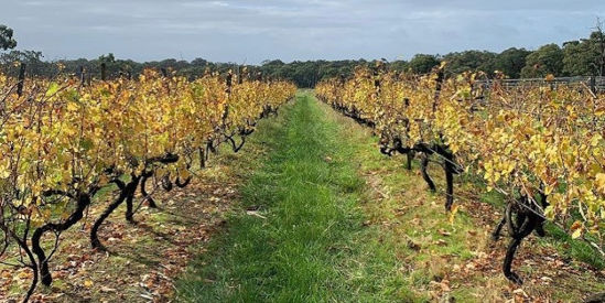 Elan Vineyard, Balnarring