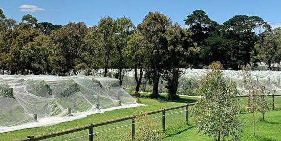 Hurley Vineyard, Balnarring