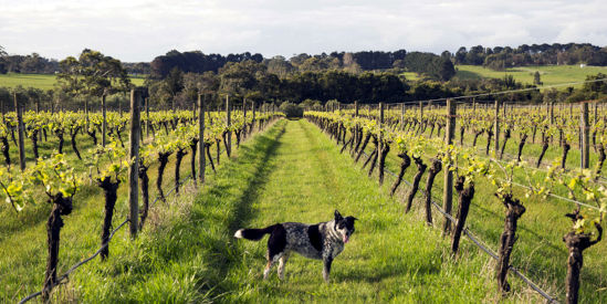 Quealy Wines, Balnarring