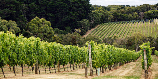 Rare Hare, Merricks North