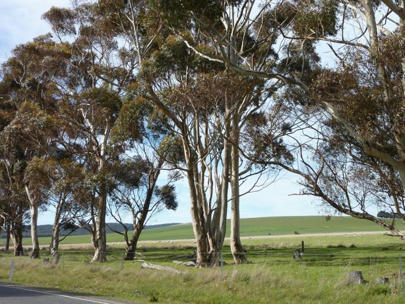 Beaufort - Skipton Road, south of Beaufort: North-easterly view, Skipton Rd south of Thompsons Rd