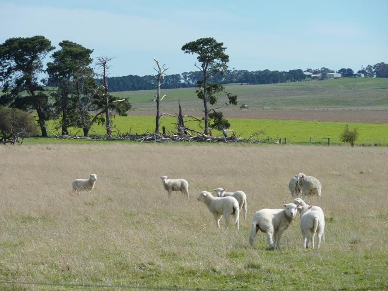 Beaufort - Skipton Road, south of Beaufort: Sheep in fields along western side of Skipton Rd, north of Dooleys Rd