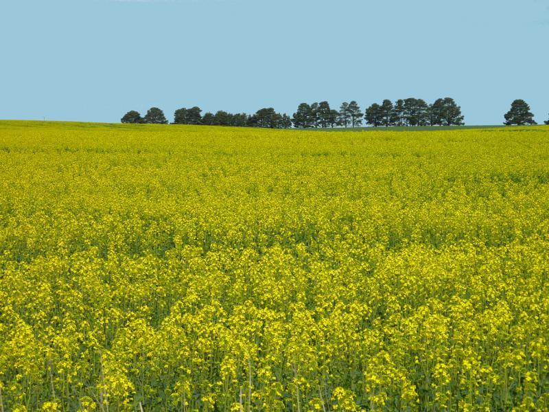 Beaufort - Skipton Road, south of Beaufort: Canola fields along eastern side of Skipton Rd, south of Lake Goldsmith-Stockyard Hill Rd