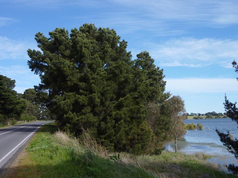 Beaufort - Lake Goldsmith, Skipton Road south of Beaufort: Southerly view along Skipton Rd beside lake