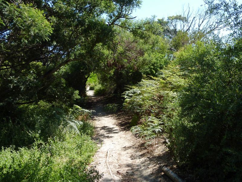 Beaumaris - Beach and cliff top path near Beaumaris Life Saving Club: Path along cliff top