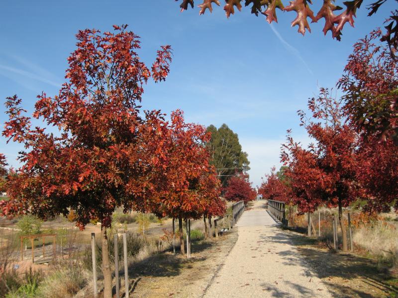 Beechworth - Murray To The Mountains Rail Trail: View south-west along rail trail towards bridge and Albert Rd