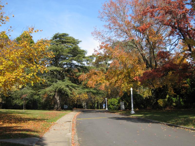 Beechworth - La Trobe University: Driveway through the campus