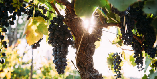 Pennyweight Winery, Beechworth