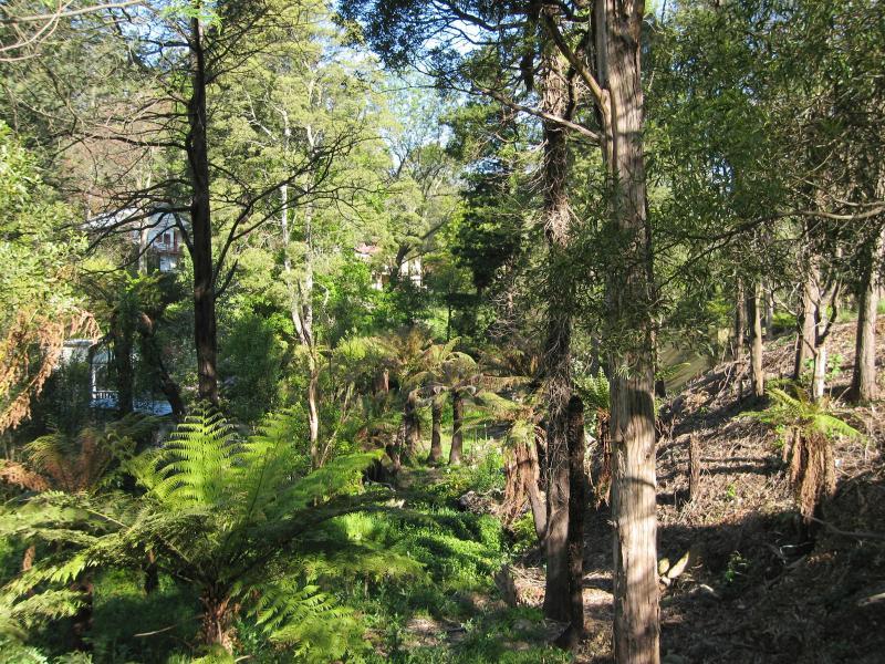 Belgrave - Monbulk Road around Clematis Creek: Bush along Clematis Creek at Sherbrooke Art Gallery