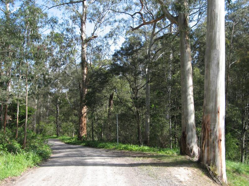 Belgrave - Belgrave Lake Park: View south along Judkins Av near Dandenong Reservoir dam wall