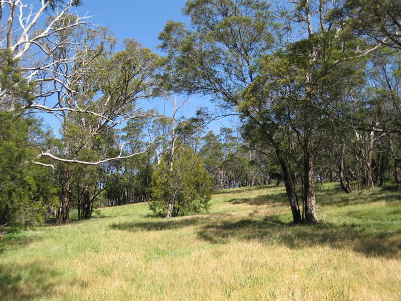 Belgrave - Mt Morton Reserve, Chaundy Road, Belgrave South: View through reserve