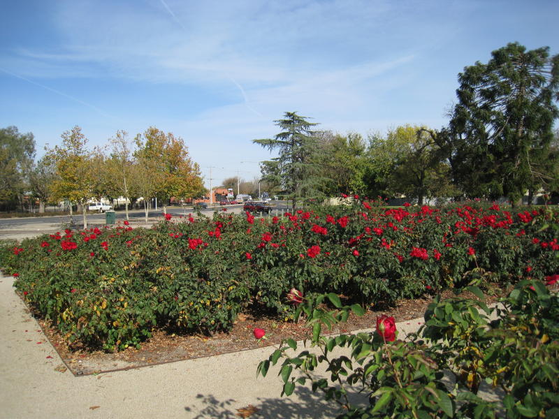 Benalla - Botanical Gardens, Bridge Street West - Rose gardens