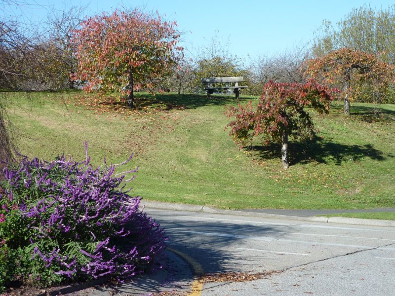 Berwick - Wilson Botanic Park: Lawn next to visitor centre