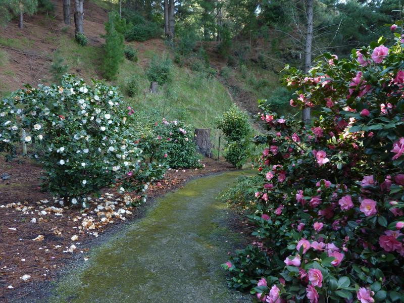 Berwick - Wilson Botanic Park - Camellia grove