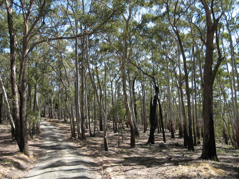 Blackwood - Shaws Lake and surroundings: View along Shaws Lake Rd through forest