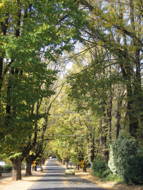 Bright - Around Bright: View east along Cobden St at Ireland St