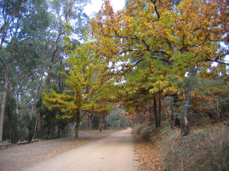 Bright - Bakers Gully Road: View south along Bakers Gully Rd at Bakers Gully Reserve
