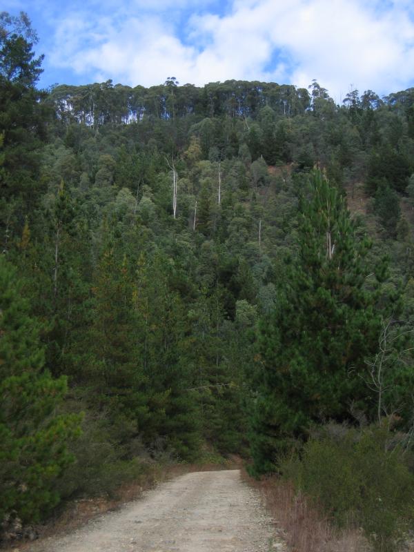 Bright - Clear Spot Lookout: Road to lookout, 4 kilometres from Clear Spot
