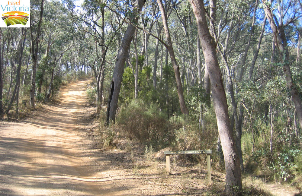 Bright - Walking track to Apex Lookout