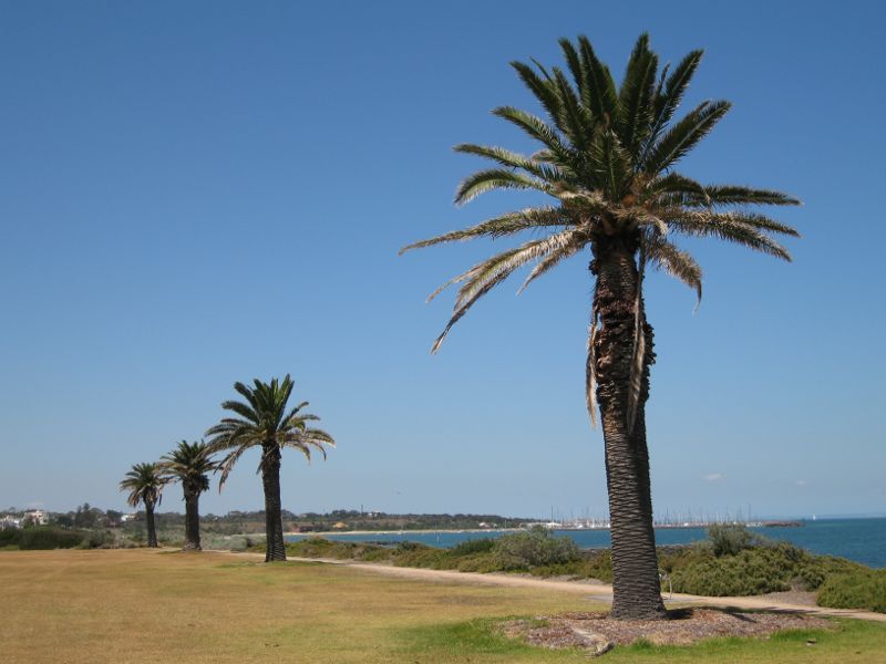 Brighton - Beach and coastline between South Road and New Street: Palm trees along foreshore reserve above beach
