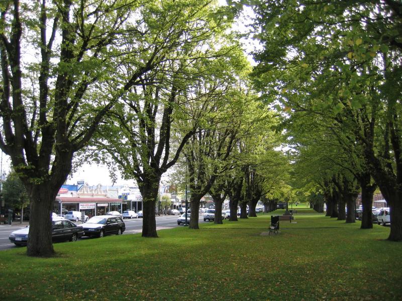 Camperdown - Shops and commercial centre, Manifold Street: Elm trees along Manifold St through town centre