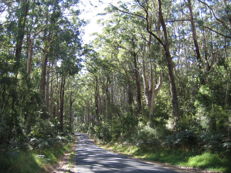 Cape Otway - Otway Lighthouse Road: View along Otway Lighthouse Road through Otway National Park